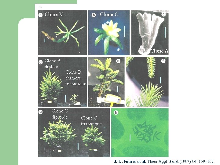 Clone V Clone C Clone A Clone B diploide Clone B chimère trisomique Clone