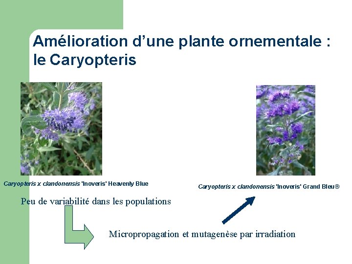 Amélioration d’une plante ornementale : le Caryopteris x clandonensis 'Inoveris' Heavenly Blue Caryopteris x