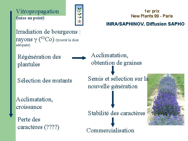 Vitropropagation (mise au point) 1 er prix New Plants 99 - Paris INRA/SAPHINOV. Diffusion Vitropropagation (mise au point) 1 er prix New Plants 99 - Paris INRA/SAPHINOV. Diffusion