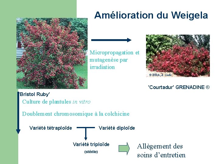 Amélioration du Weigela Micropropagation et mutagenèse par irradiation © INRA, A. Cadic 'Courtadur' GRENADINE