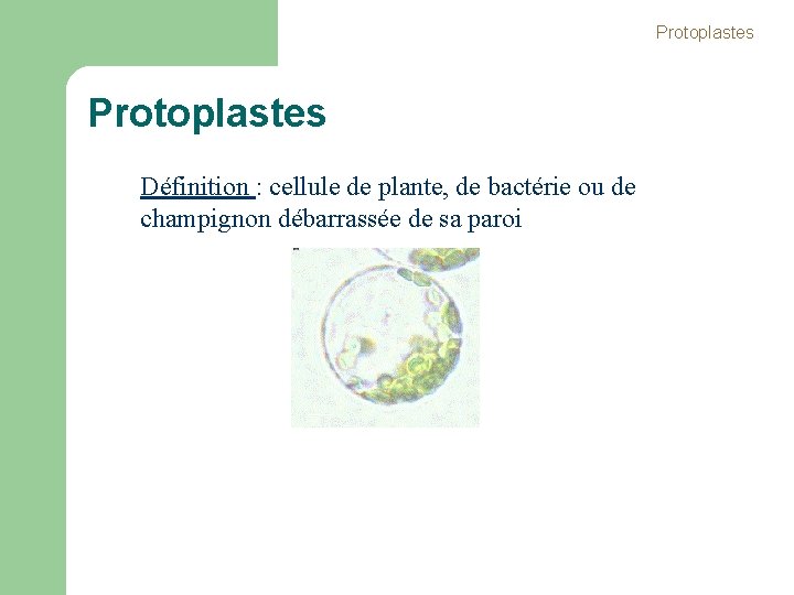 Protoplastes Définition : cellule de plante, de bactérie ou de champignon débarrassée de sa