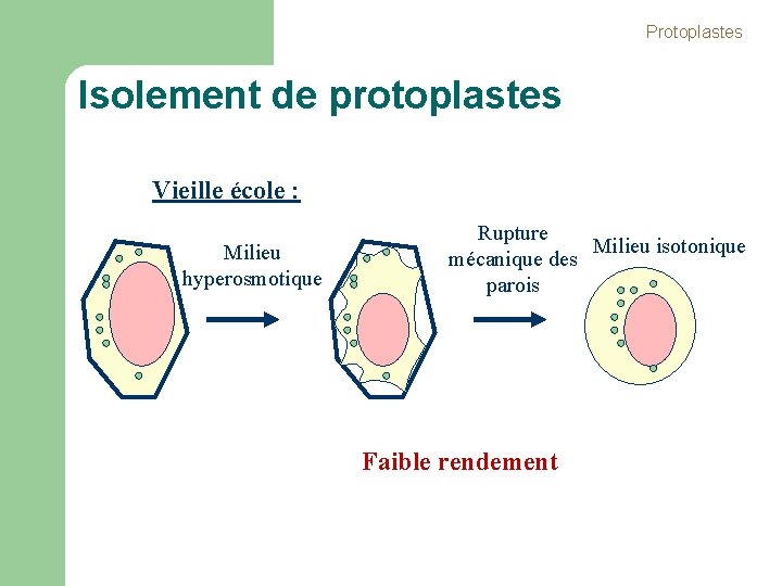 Protoplastes Isolement de protoplastes Vieille école : Milieu hyperosmotique Rupture Milieu isotonique mécanique des