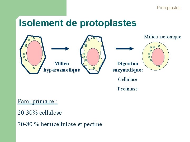 Protoplastes Isolement de protoplastes Milieu isotonique Milieu hyperosmotique Digestion enzymatique: Cellulase Pectinase Paroi primaire