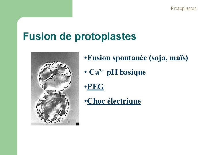 Protoplastes Fusion de protoplastes • Fusion spontanée (soja, maïs) • Ca 2+ p. H