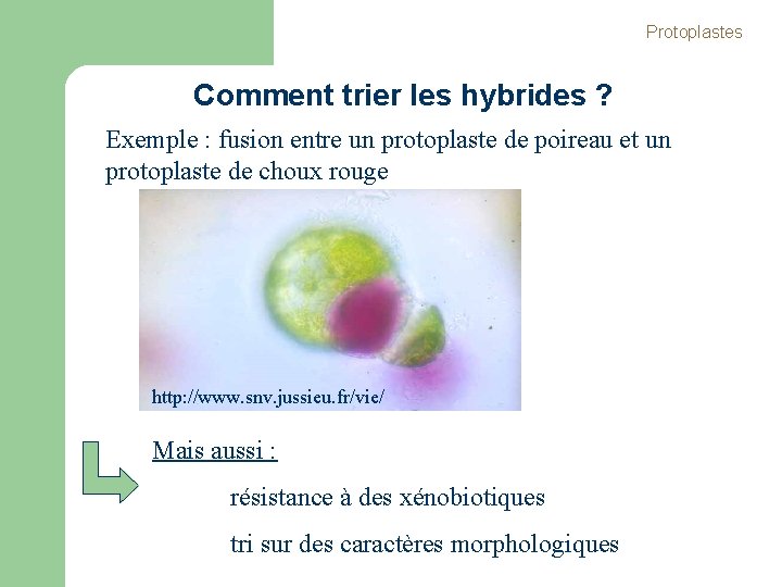 Protoplastes Comment trier les hybrides ? Exemple : fusion entre un protoplaste de poireau