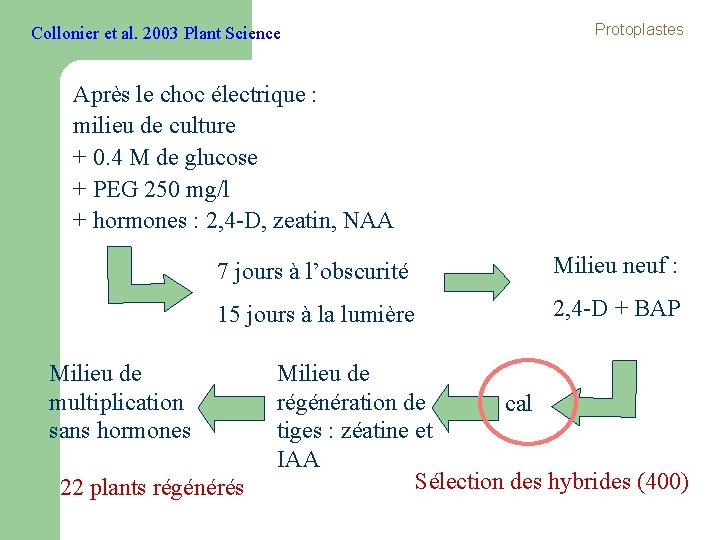 Collonier et al. 2003 Plant Science Protoplastes Après le choc électrique : milieu de