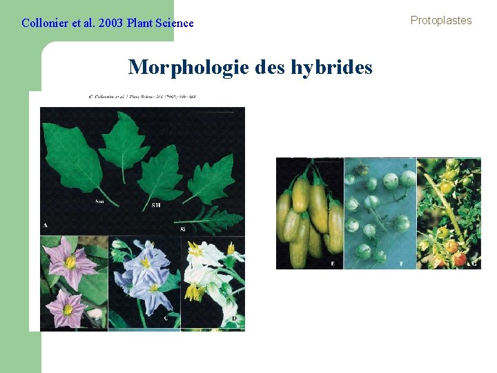 Collonier et al. 2003 Plant Science Morphologie des hybrides Protoplastes 