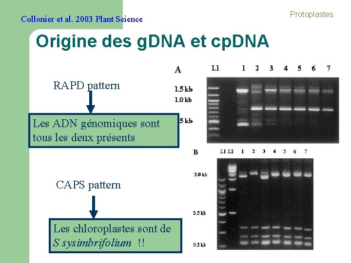 Collonier et al. 2003 Plant Science Origine des g. DNA et cp. DNA RAPD