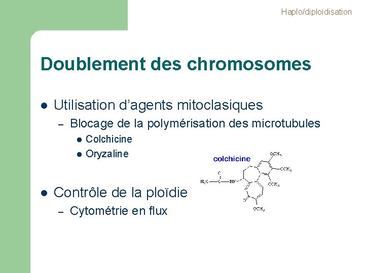 Haplo/diploïdisation Doublement des chromosomes l Utilisation d’agents mitoclasiques – Blocage de la polymérisation des