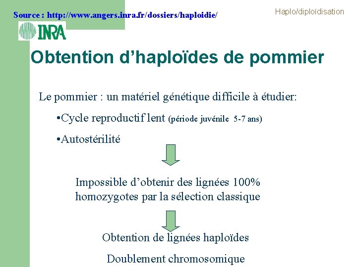 Haplo/diploïdisation Source : http: //www. angers. inra. fr/dossiers/haploidie/ Obtention d’haploïdes de pommier Le pommier