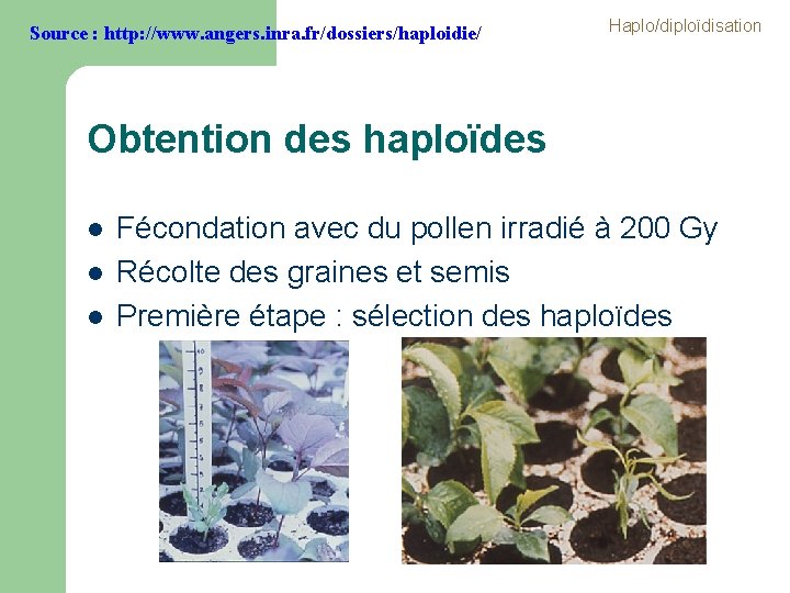 Source : http: //www. angers. inra. fr/dossiers/haploidie/ Haplo/diploïdisation Obtention des haploïdes l l l