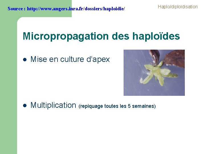 Source : http: //www. angers. inra. fr/dossiers/haploidie/ Haplo/diploïdisation Micropropagation des haploïdes l Mise en