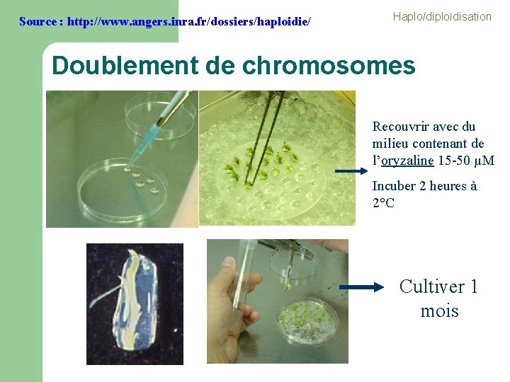 Source : http: //www. angers. inra. fr/dossiers/haploidie/ Haplo/diploïdisation Doublement de chromosomes Recouvrir avec du