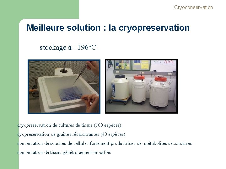 Cryoconservation Meilleure solution : la cryopreservation stockage à – 196°C cryopreservation de cultures de