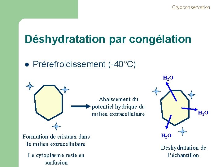 Cryoconservation Déshydratation par congélation l Prérefroidissement (-40°C) H 2 O Abaissement du potentiel hydrique