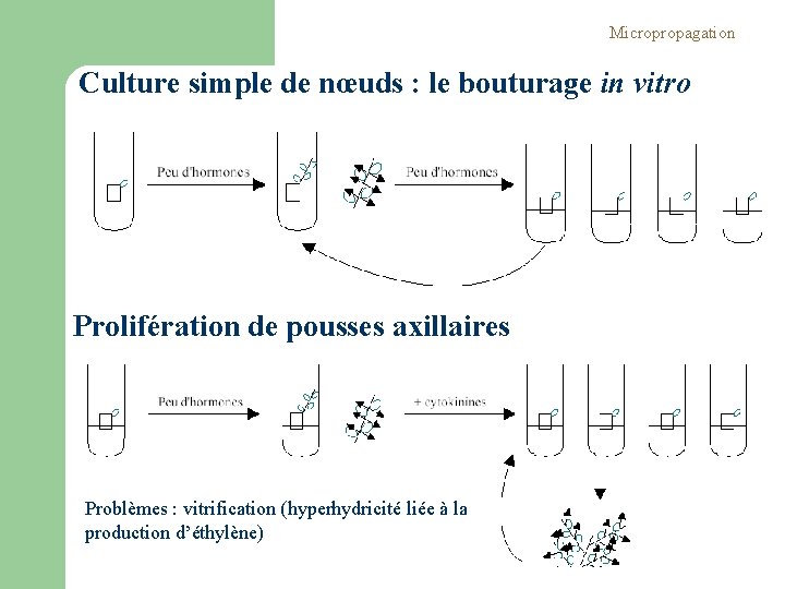 Micropropagation Culture simple de nœuds : le bouturage in vitro Prolifération de pousses axillaires