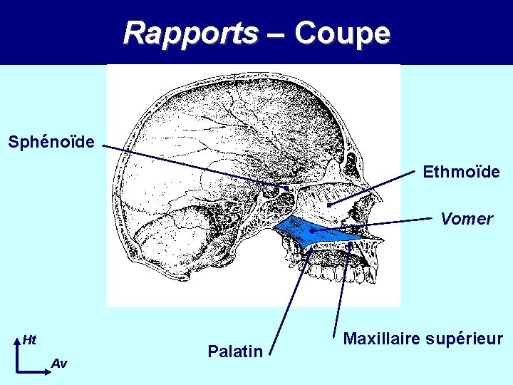 Rapports – Coupe Sphénoïde Ethmoïde Vomer Ht Av Palatin Maxillaire supérieur 