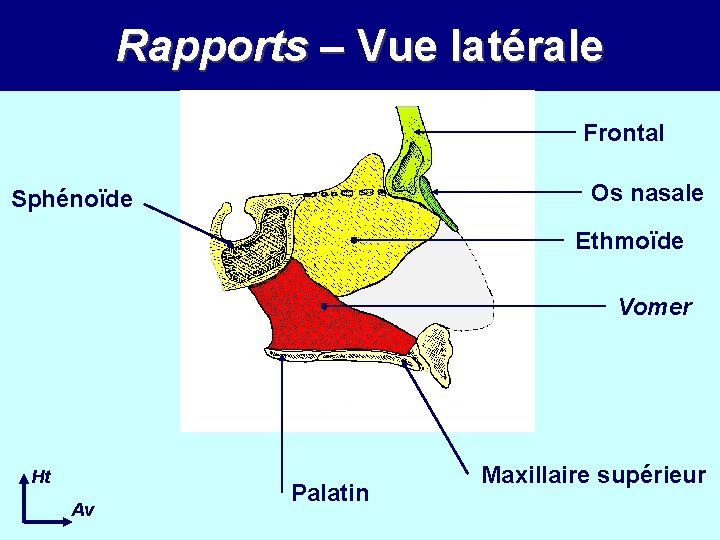 Rapports – Vue latérale Frontal Os nasale Sphénoïde Ethmoïde Vomer Ht Av Palatin Maxillaire