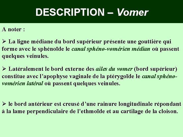 DESCRIPTION – Vomer A noter : Ø La ligne médiane du bord supérieur présente