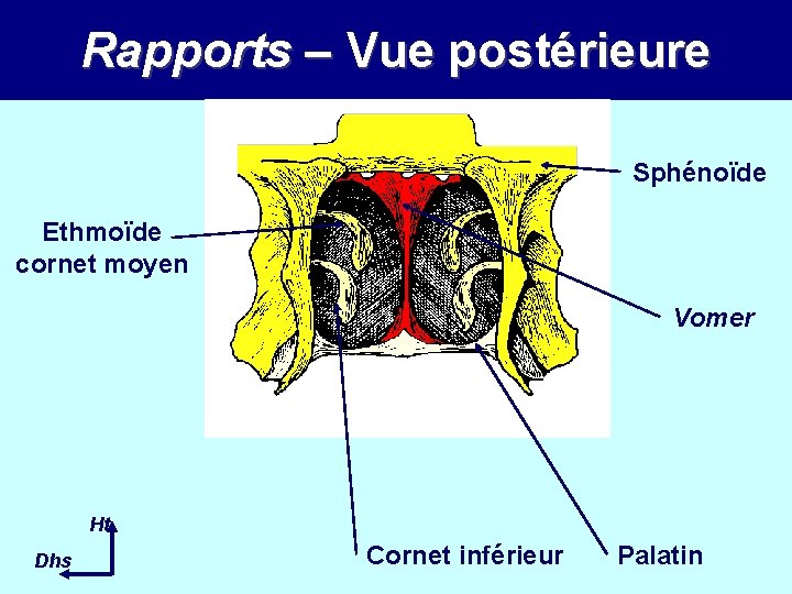 Rapports – Vue postérieure Sphénoïde Ethmoïde cornet moyen Vomer Ht Dhs Cornet inférieur Palatin