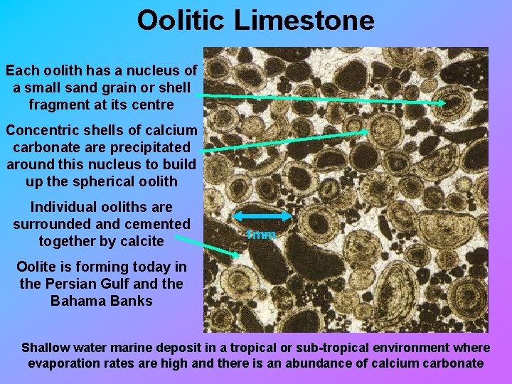 Oolitic Limestone Each oolith has a nucleus of a small sand grain or shell