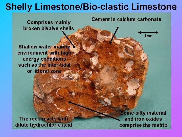 Shelly Limestone/Bio-clastic Limestone Comprises mainly broken bivalve shells Cement is calcium carbonate 1 cm