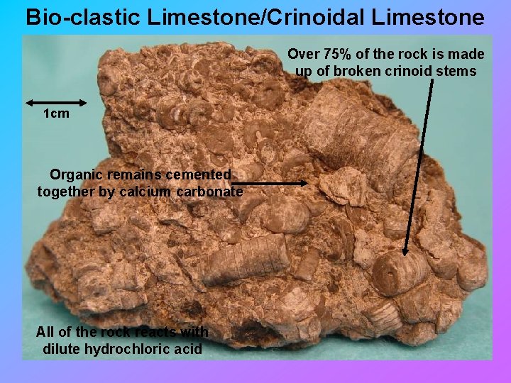 Bio-clastic Limestone/Crinoidal Limestone Over 75% of the rock is made up of broken crinoid