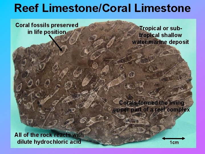 Reef Limestone/Coral Limestone Coral fossils preserved in life position Tropical or subtropical shallow water