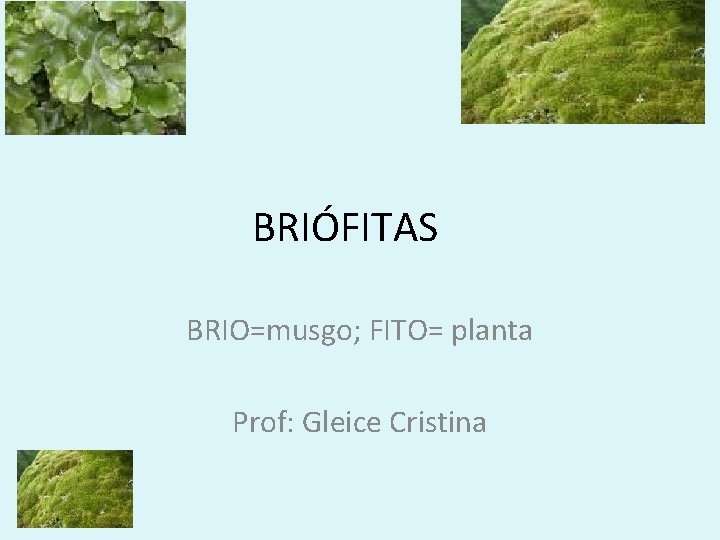 BRIÓFITAS BRIO=musgo; FITO= planta Prof: Gleice Cristina 