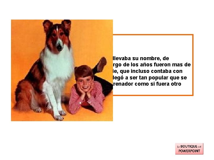 Lassie - Collie Perro protagonista de una serie que llevaba su nombre, de diversas