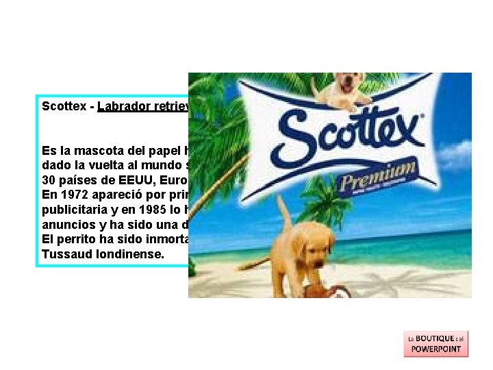 Scottex - Labrador retriever Es la mascota del papel higiénico de la marca "Scotex".