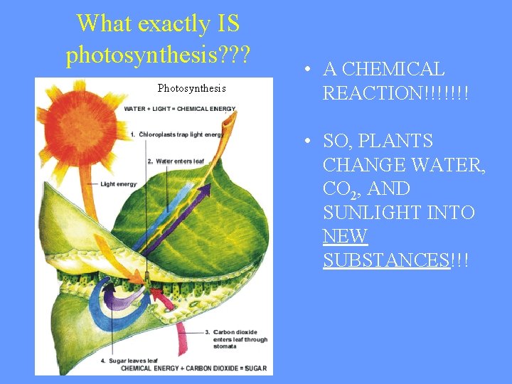 What exactly IS photosynthesis? ? ? Photosynthesis • A CHEMICAL REACTION!!!!!!! • SO, PLANTS