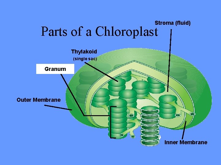 Stroma (fluid) Parts of a Chloroplast Thylakoid (single sac) Granum Outer Membrane Inner Membrane