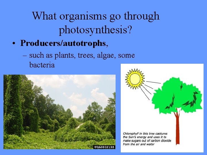 What organisms go through photosynthesis? • Producers/autotrophs, – such as plants, trees, algae, some