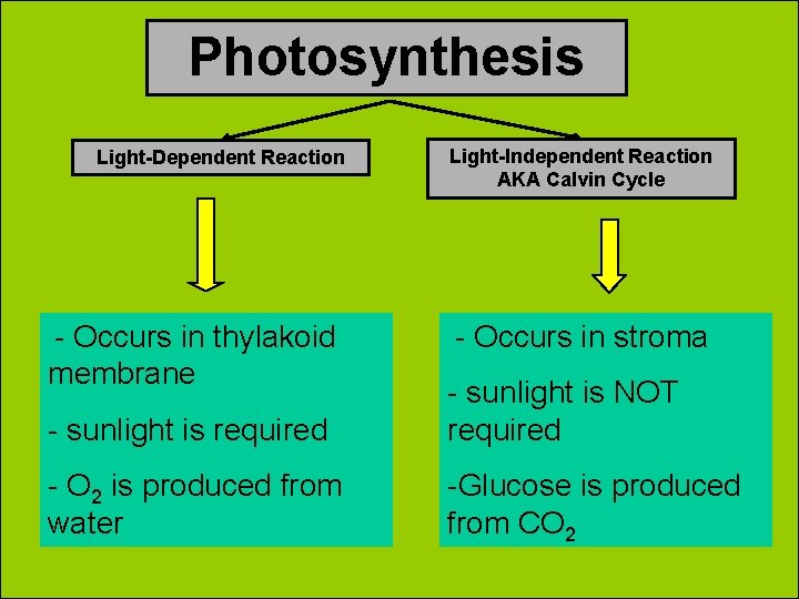 Photosynthesis Light-Dependent Reaction - Occurs in thylakoid membrane Light-Independent Reaction AKA Calvin Cycle -