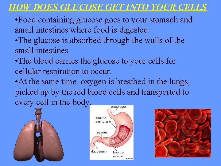 HOW DOES GLUCOSE GET INTO YOUR CELLS • Food containing glucose goes to your