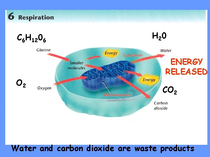 C 6 H 1206 O 2 H 2 0 ENERGY RELEASED CO 2 Water