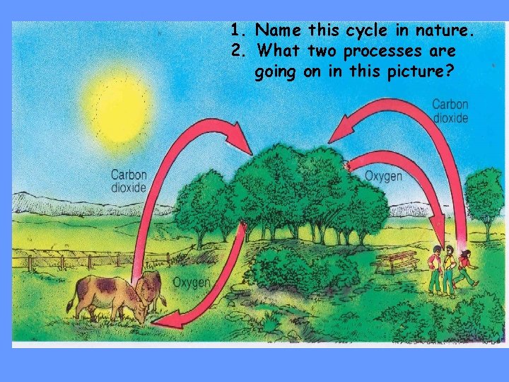 1. Name this cycle in nature. 2. What two processes are going on in