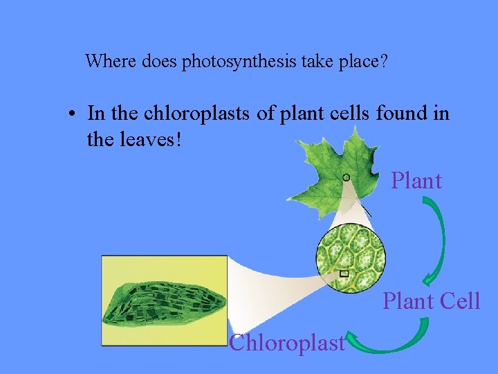 Where does photosynthesis take place? • In the chloroplasts of plant cells found in
