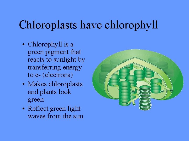 Chloroplasts have chlorophyll • Chlorophyll is a green pigment that reacts to sunlight by