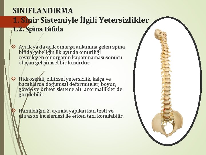 SINIFLANDIRMA 1. Sinir Sistemiyle İlgili Yetersizlikler 1. 2. Spina Bifida Ayrık ya da açık