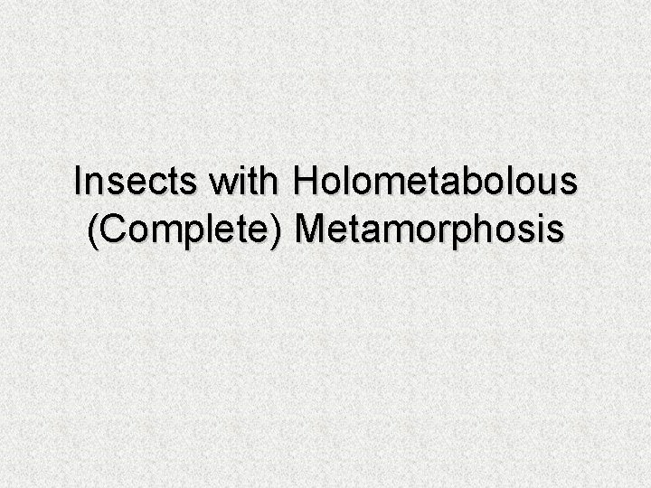 Insects with Holometabolous (Complete) Metamorphosis 
