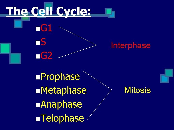The Cell Cycle: n. G 1 n. S n. G 2 Interphase n. Prophase