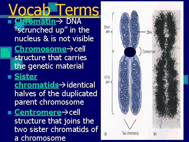 Vocab Terms n n Chromatin DNA “scrunched up” in the nucleus & is not