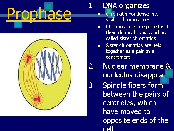 Prophase 1. DNA organizes n n n 2. 3. chromatin condense into visible chromosomes.
