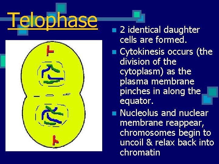Telophase n n n 2 identical daughter cells are formed. Cytokinesis occurs (the division
