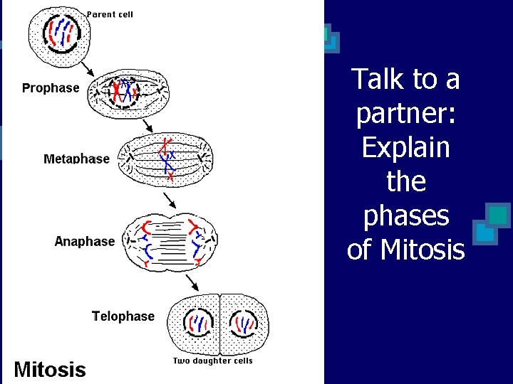 Talk to a partner: Explain the phases of Mitosis 