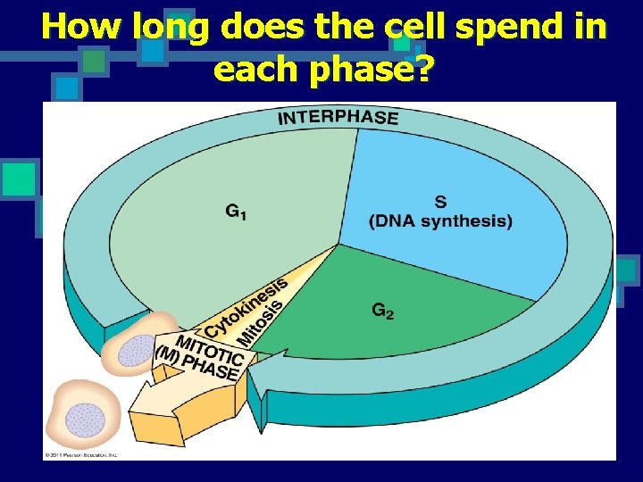 How long does the cell spend in each phase? 
