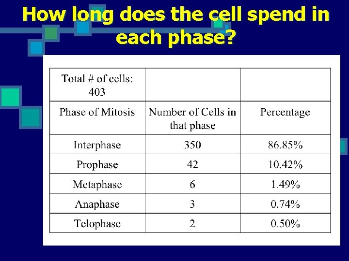 How long does the cell spend in each phase? 