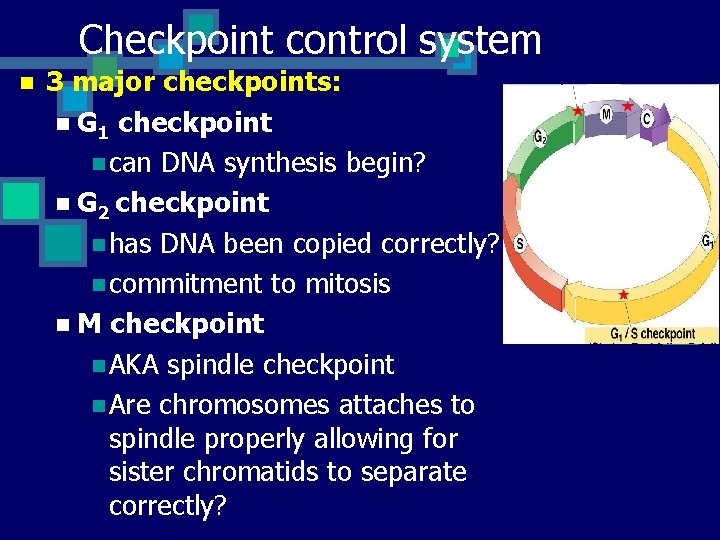 Checkpoint control system n 3 major checkpoints: n G 1 checkpoint n can DNA